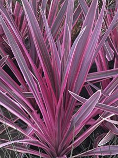 Cordyline australe 'Charlie Boy'