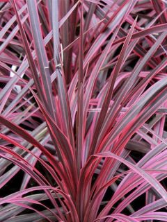 Cordyline australis Cherry Sensation