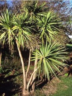 Cordyline australe