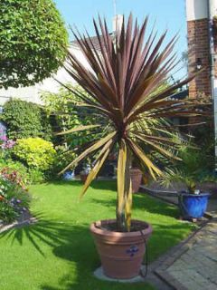 Cordyline 'Red Star'