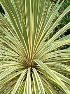 Cordyline 'Torbay Dazzler'