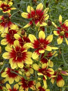 Coréopsis à feuilles en aiguilles 'Bengal Tiger'