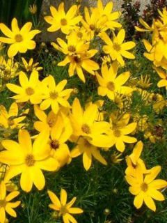 Coréopsis à feuilles en aiguilles 'Grandiflora'