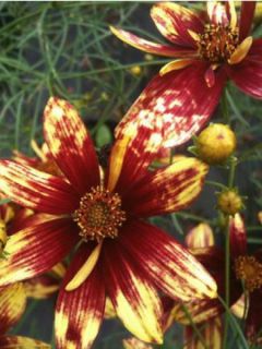 Coreopsis verticillata Route 66 - Coréopsis verticillé