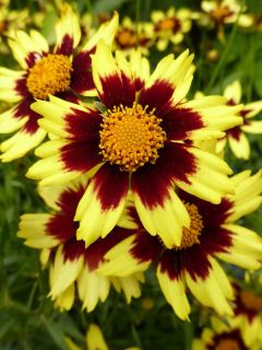 Coréopsis 'Cosmic Eye'®