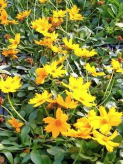 Coreopsis auriculata Elfin Gold - Coréopsis auriculé nain