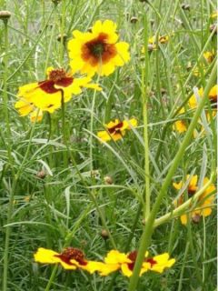 Coréopsis en mélange