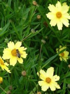 Coreopsis Full Moon Madness - Coréopsis à fleurs jaune crémeux