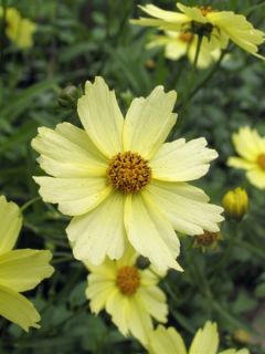 Coreopsis Full Moon Madness - Coréopsis à fleurs jaune crémeux
