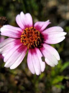 Coréopsis 'Haeven's Gate'