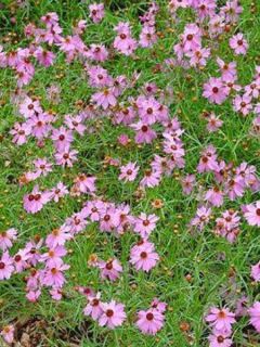 Coreopsis Limerock Passion - Coreopsis hybride