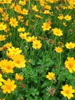 Coréopsis 'Nana'