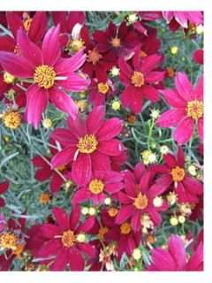 Coréopsis 'Red satin'