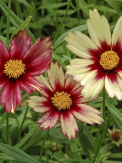 Coréopsis 'Redshift'