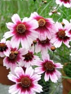 Coreopsis rosea Sweet Dreams - Coréopsis à fleurs blanc-crème et rouge framboise foncé