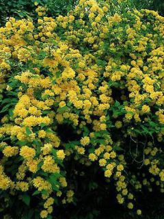 Corête du Japon 'Pleniflora'