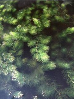 Ceratophyllum demersum - Cératophylle épineux