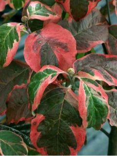 Cornus ou Cornouiller Florida Cherokee Daybreak