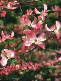 Cornouiller à grandes fleurs 'Rubra'