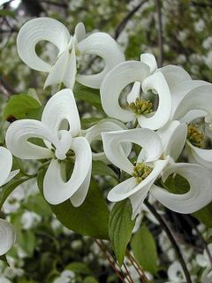 Cornouiller à grandes fleurs 'Urbiniana'