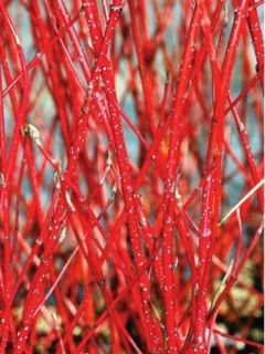 Cornouiller blanc 'Baton Rouge®'