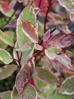 Cornus alba Cream Cracker - Cornouiller blanc