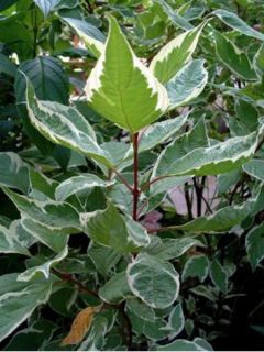 Cornouiller blanc 'Elegantissima'