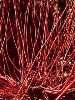 Cornouiller blanc 'Sibirica'