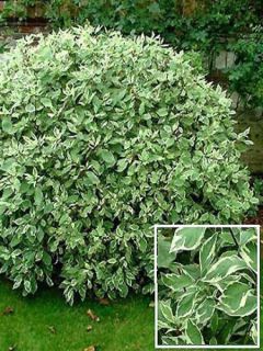 Cornouiller blanc 'Sibirica Variegata'