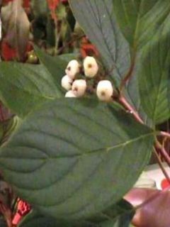 Cornouiller blanc 'kit'