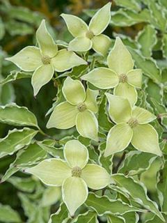 Cornouiller de Chine 'Samaritan'