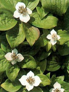 Cornouiller du Canada