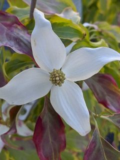 Cornus kousa Bonfire - Cornouiller du Japon