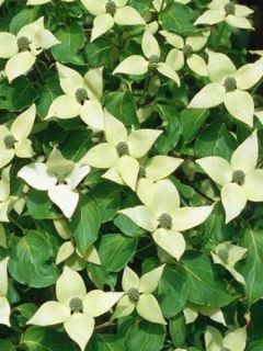 Cornouiller du Japon 'China Girl'