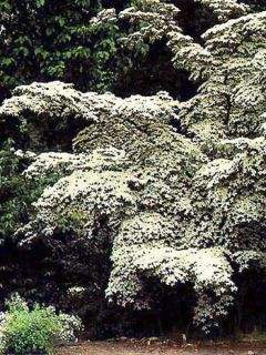 Cornouiller du Japon 'Chinensis'