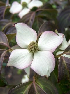 Cornus kousa Copacabana - Cornouiller du Japon