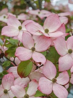 Cornouiller du Japon 'Heart Throb'