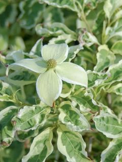 Cornus kousa Laura - Cornouiller du Japon