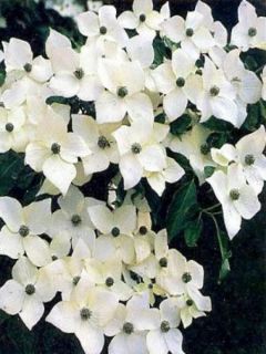 Cornouiller du Japon 'Milky Way'