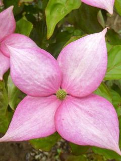 Cornouiller du Japon 'Rosy Teacups'