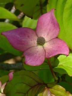 Cornouiller du Japon 'Satomi'