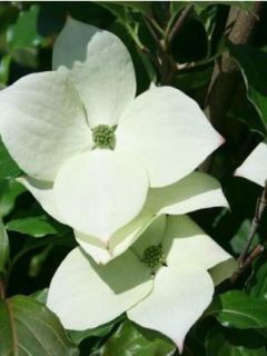 Cornouiller du Japon 'Schmetterling'