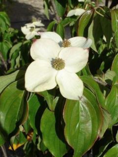 Cornouiller du Japon 'Teutonia'