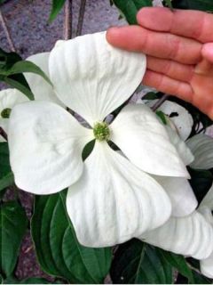 Cornouiller du Japon 'Venus'®