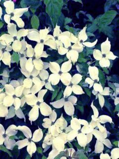 Cornouiller du Japon 'Weisse Fontaine'