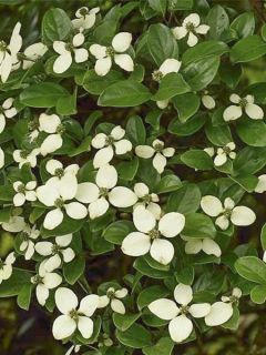 Cornouiller hongkongensis