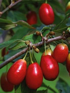 Cornouiller mâle 'Jolico'