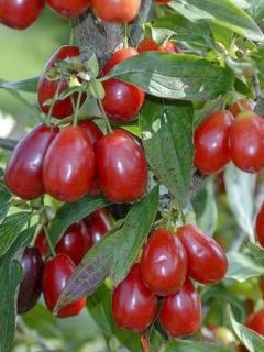 Cornouiller mâle 'Kazanlak'