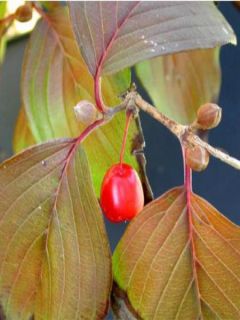 Cornouiller officinal