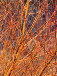 Cornouiller sanguin 'Midwinter Fire'